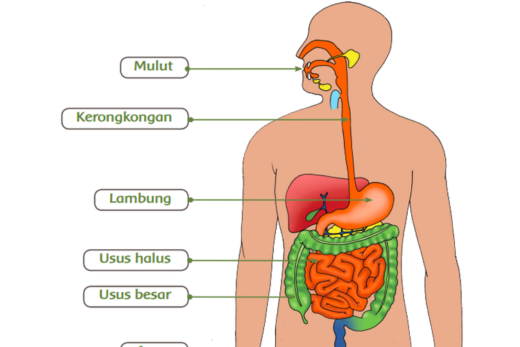 5 Cara Alami Menjaga Kesehatan Pencernaan